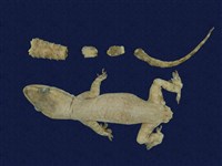 藏品(蝎虎)的圖片
